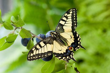 Vlinder, Koninginnepage van Paul van Gaalen, natuurfotograaf