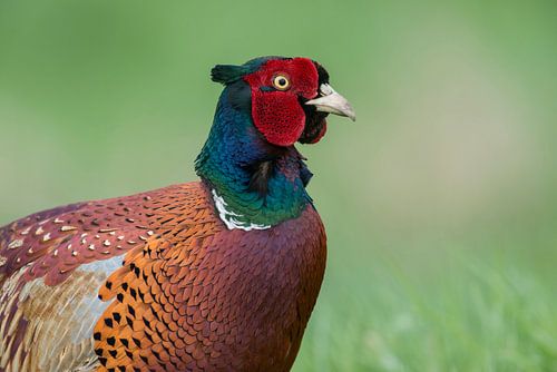 Jagdfasan ( Phasianus colchicus ), Hahn im Prachtkleid, Porträt, detaillierte Nahaufnahme