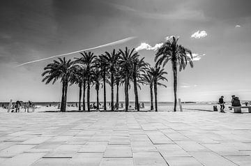 Palmiers sur la promenade sur Bliek Fotografie