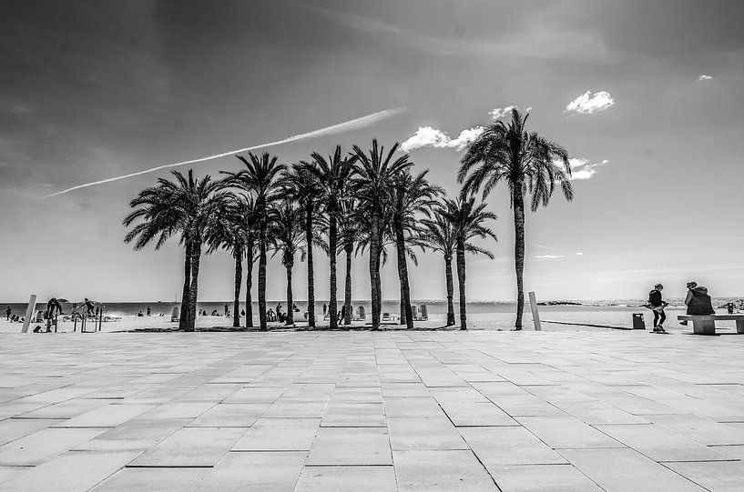 Palm trees on the promenade by Bliek Fotografie