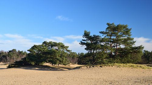 Zandverstuiving met bomen in de zon