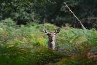 Red deer in cover.