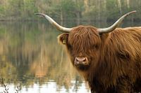 Hooglander in het laagland
