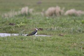 Kievit sur Sander Miedema