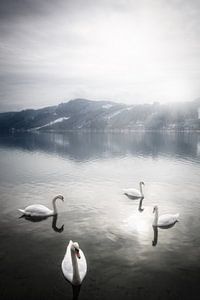 Schwäne an einem schönen Wintermorgen auf dem Ossiacher See in Kärnten, Österreich von Bas Meelker