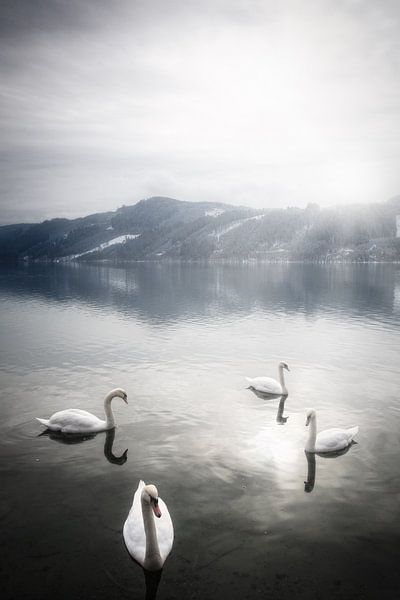Zwanen op een mooie winter ochtend op de Ossiacher See in Karinthië, Oostenrijk van Bas Meelker