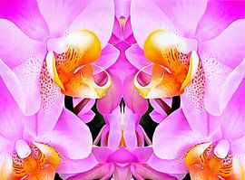 Rosa Orchidee-Muster von Dorothy Berry-Lound