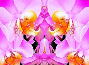 Rosa Orchidee-Muster