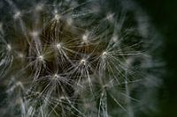 Dandelion fluff