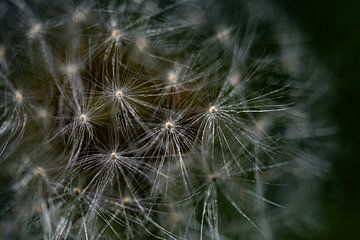 Paardenbloem pluizen van Jaap van den Bosch