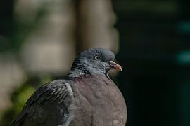 Diese eine Taube in einem Park in Paris