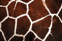 Het patroon van de giraffe