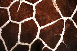 Het patroon van de giraffe von Rijza Hofstede