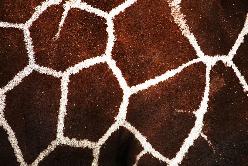 Het patroon van de giraffe by Rijza Hofstede