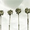 Palm trees at the beach with sky | vintage by Melanie Viola