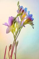 Blumen