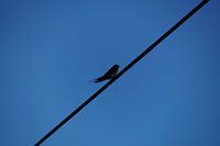 Vogel einsam auf einem Draht gegen den blauen Himmel