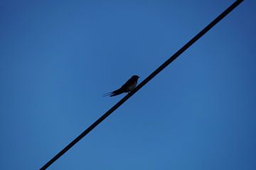 vogel eenzaam op een draad tegen blauwe lucht van wil spijker
