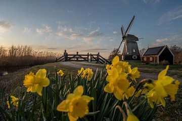 Robonsbos- mill with daffodils by Manuuu