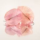 Together to the end: Two dried leaves by Marjolijn van den Berg thumbnail
