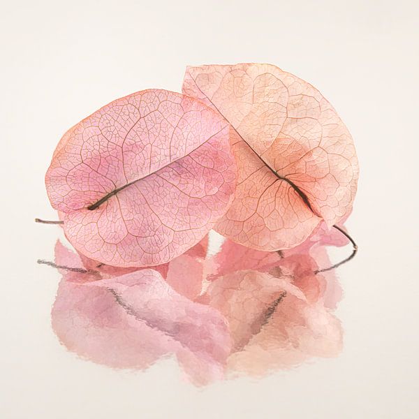 Together to the end: Two dried leaves by Marjolijn van den Berg