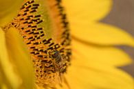 Insect on sunflower by Moetwil en van Dijk - Fotografie thumbnail