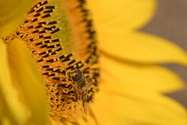 Insect on sunflower by Moetwil en van Dijk - Fotografie