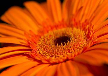 Mooi in Oranje van Jeannet Bijlsma