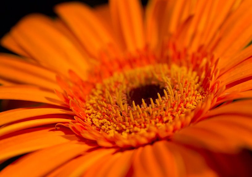 Mooi in Oranje by Jeannet Bijlsma