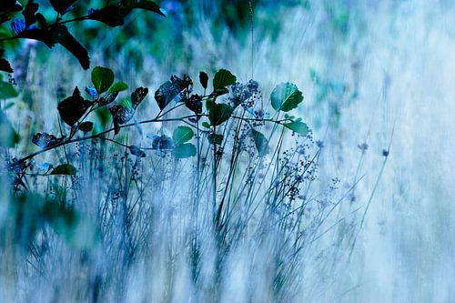 Bloemetjes, veldbloemen, planten, bermen, graan