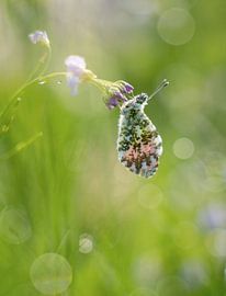 cold night van Margriet Louwen