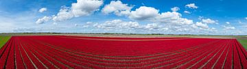 Tulpen in landbouwvelden tijdens de lente van bovenaf gezien