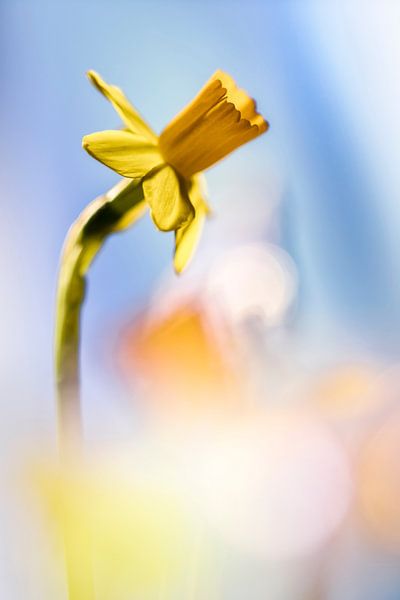 Daffodils make me happy by Bob Daalder