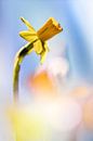 Daffodils make me happy by Bob Daalder thumbnail