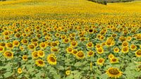 Sunflower Field