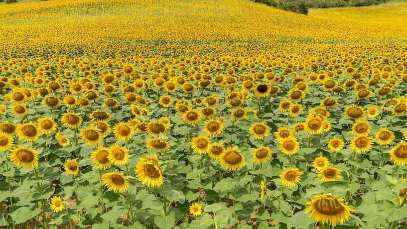 Sunflower Field by Ton Valk
