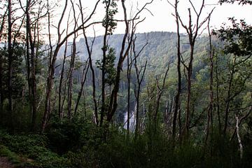 Through the trees by Adinda Heeres