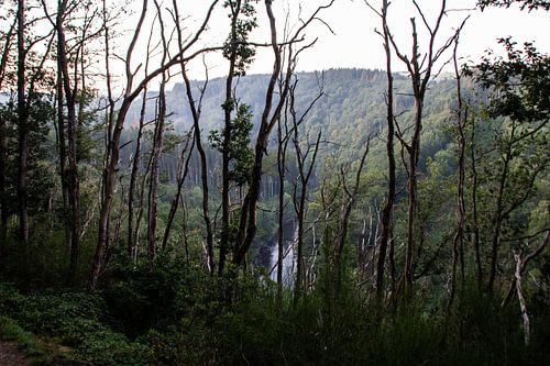 A travers les arbres