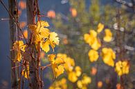 Herbstlicher Weinberg oberhalb von Oberwesel van Christian Müringer thumbnail