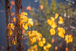 Herbstlicher Weinberg oberhalb von Oberwesel