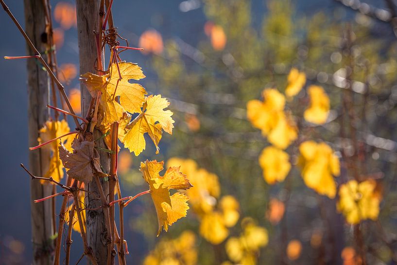Herbstlicher Weinberg oberhalb von Oberwesel van Christian Müringer