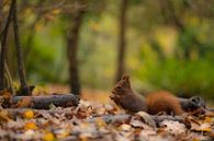 Eekhoorn in het bos.  van Francis Dost thumbnail