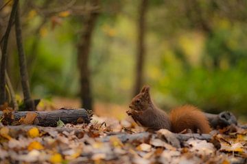 Écureuil dans la forêt.  sur Francis Dost