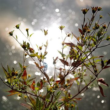 My Shining  Moment  van Sandra Akkerman