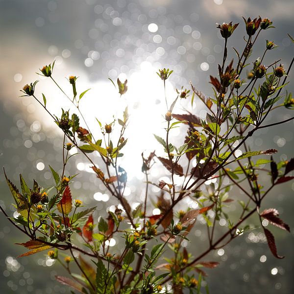 My Shining Moment  by Sandra Akkerman