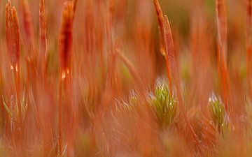 Abstract of the Rough Hair Moss by Ina Bouhuijzen