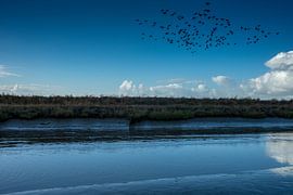Vlucht ganzen by Jan Peter Mulder