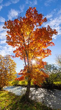 Oranger Baum von Christa Kramer