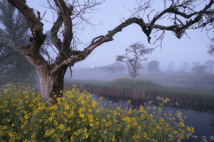 Ode to the tree by Moetwil en van Dijk - Fotografie