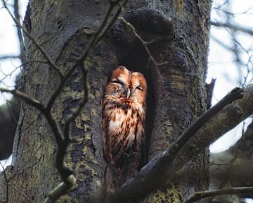 Tawny owl in his hole by Erwin Kamp